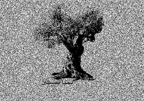 Oma
